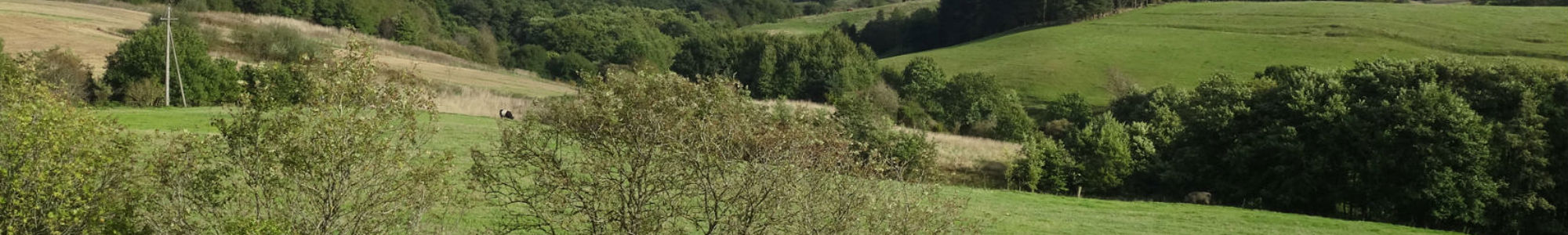 Mariagerfjord Field Trees Hills